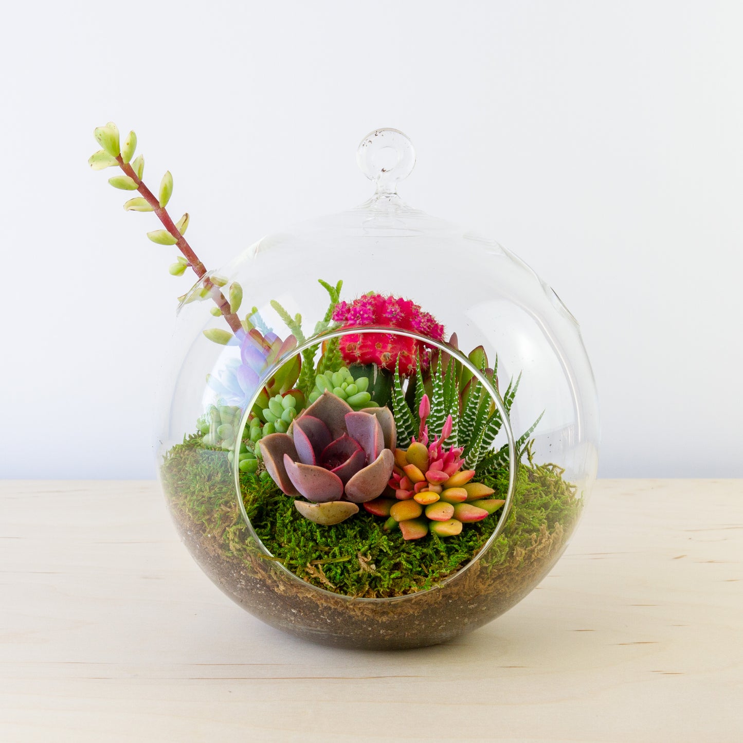 Hanging Succulent Terrarium (Multiple Colors) - Large