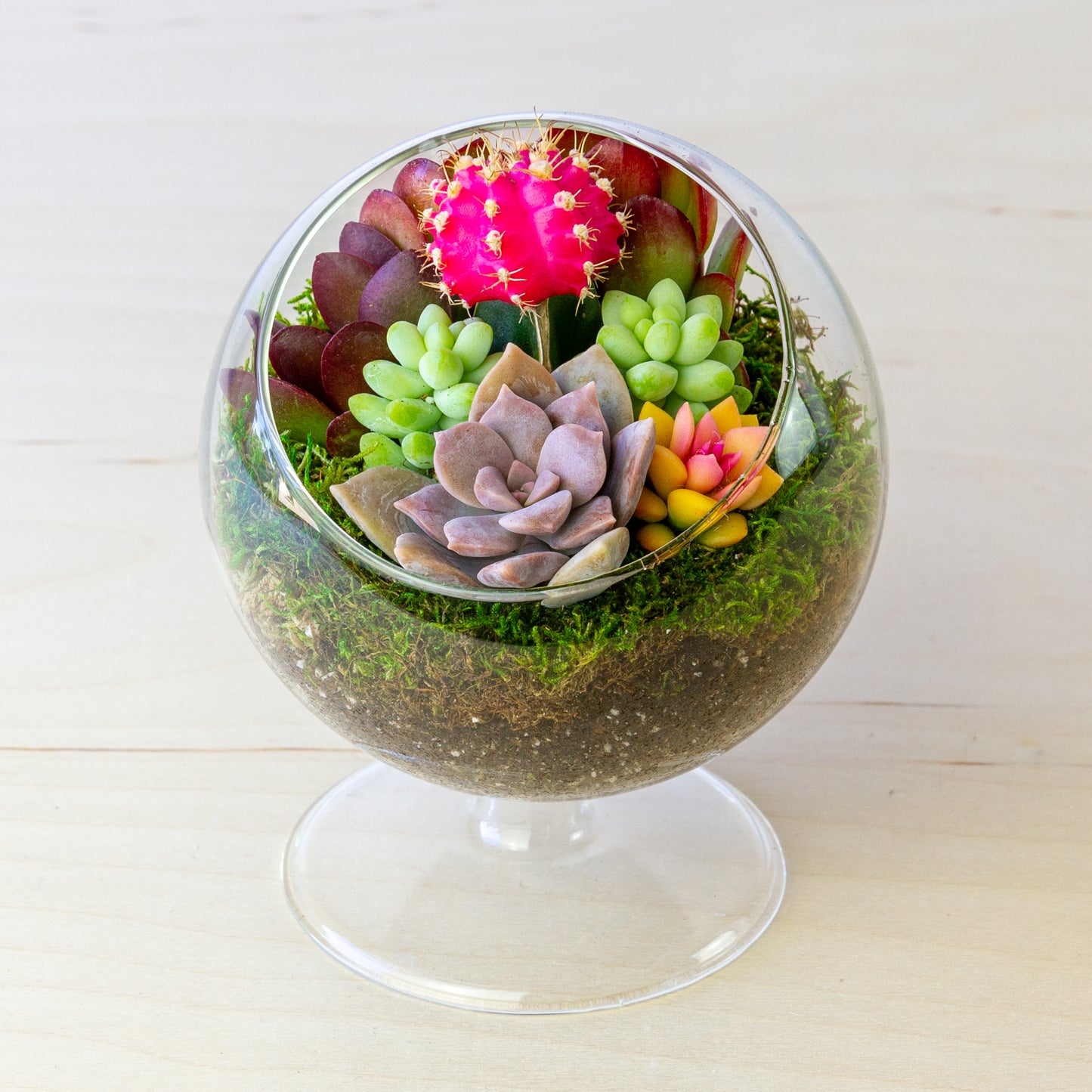 Succulent Terrarium with Stand (Multiple Colors) - Small