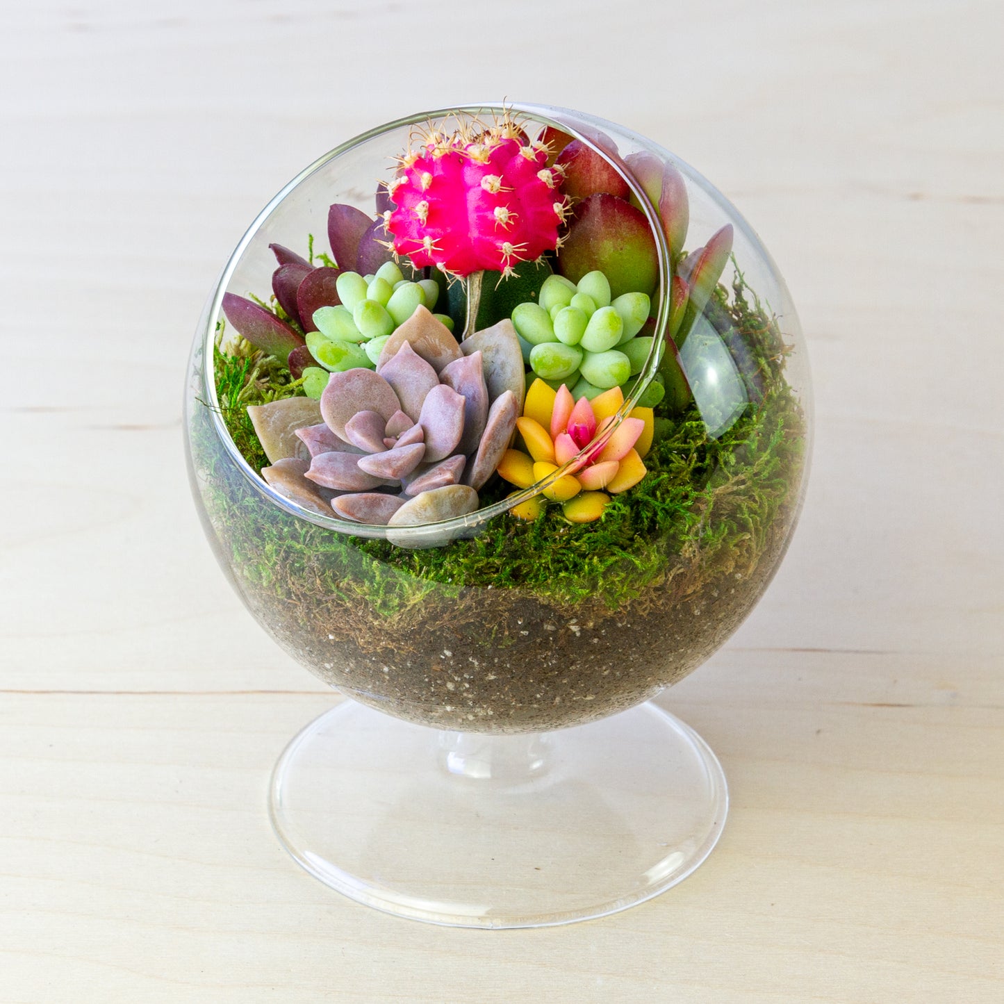 Succulent Terrarium with Stand (Multiple Colors) - Small