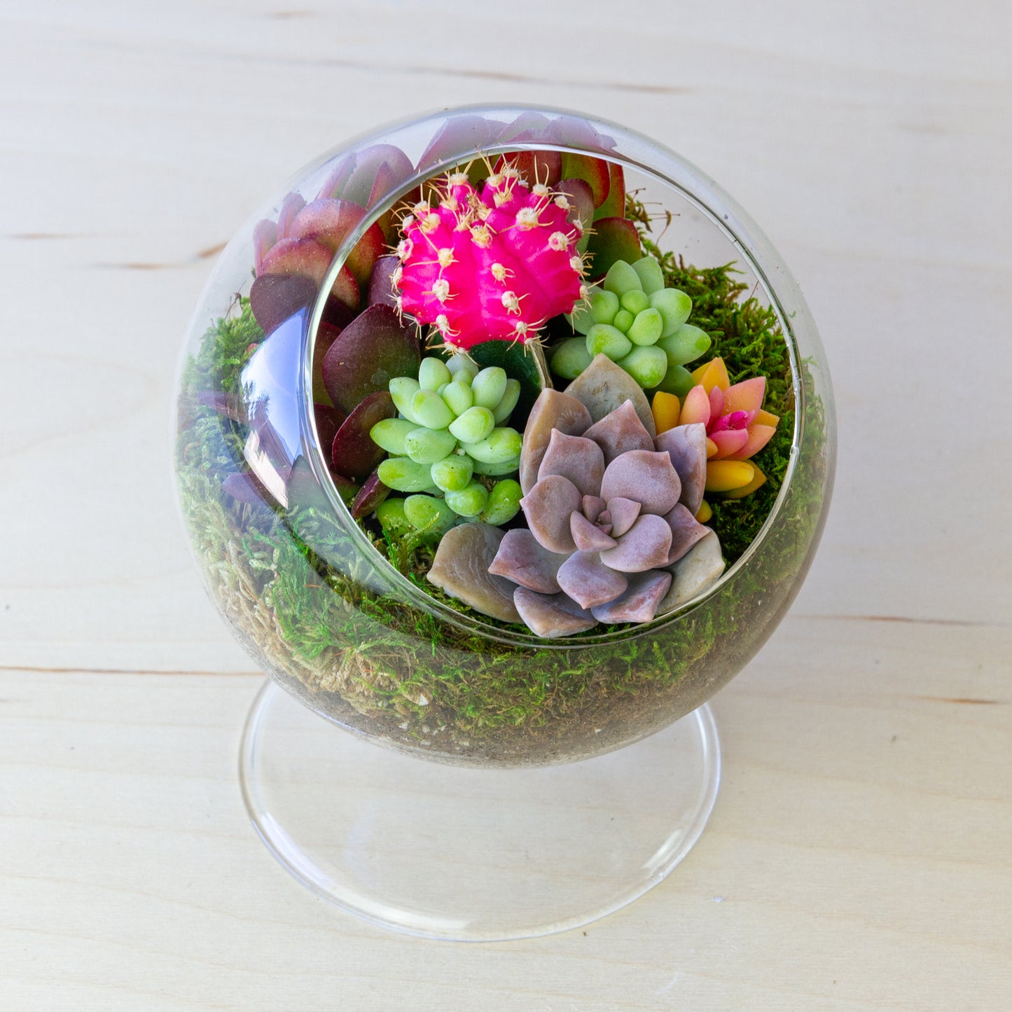 Succulent Terrarium with Stand (Multiple Colors) - Small