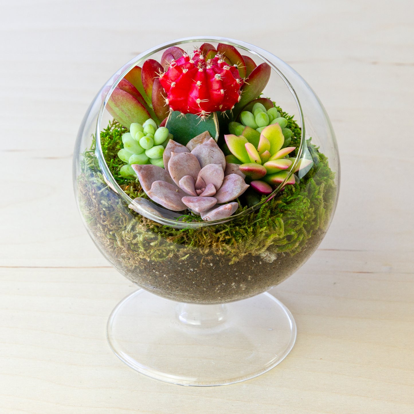 Succulent Terrarium with Stand (Multiple Colors) - Small