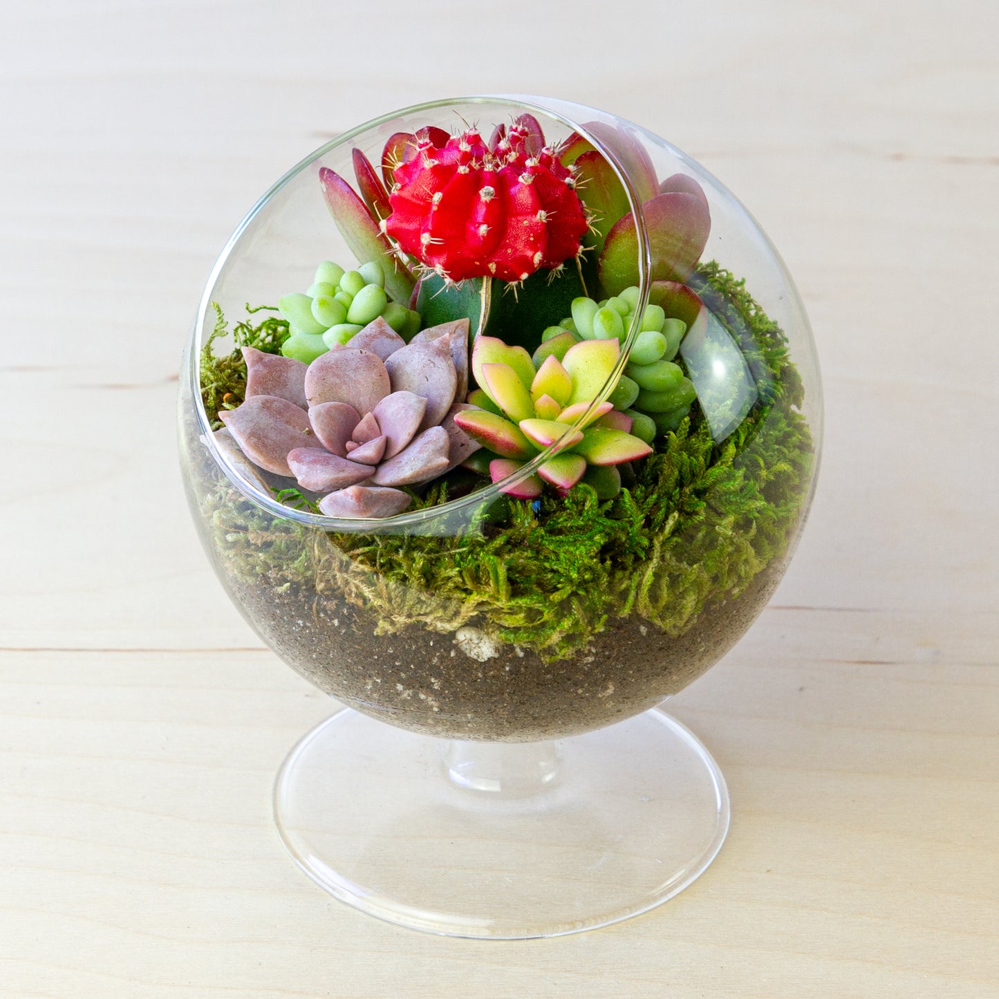 Succulent Terrarium with Stand (Multiple Colors) - Small