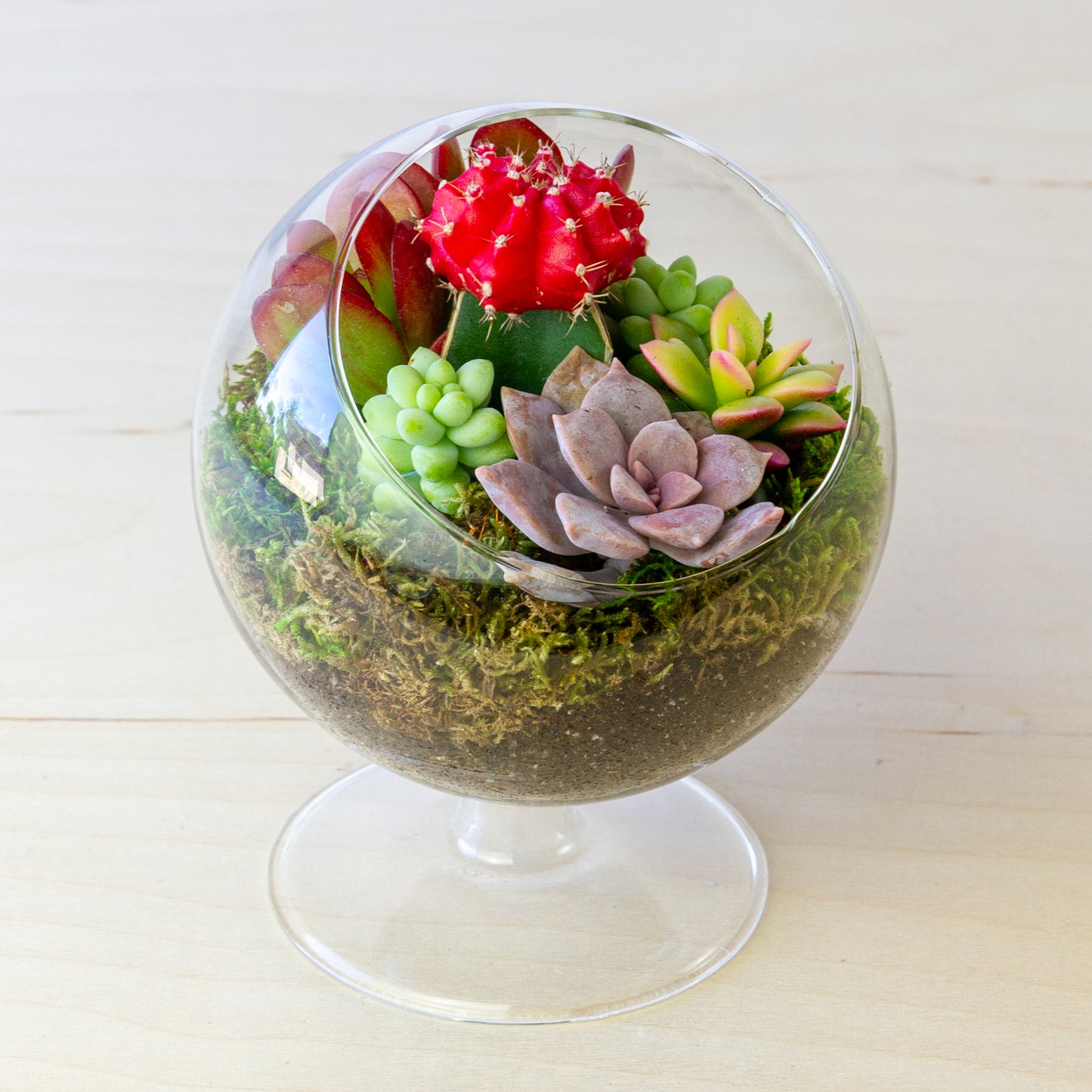 Succulent Terrarium with Stand (Multiple Colors) - Small