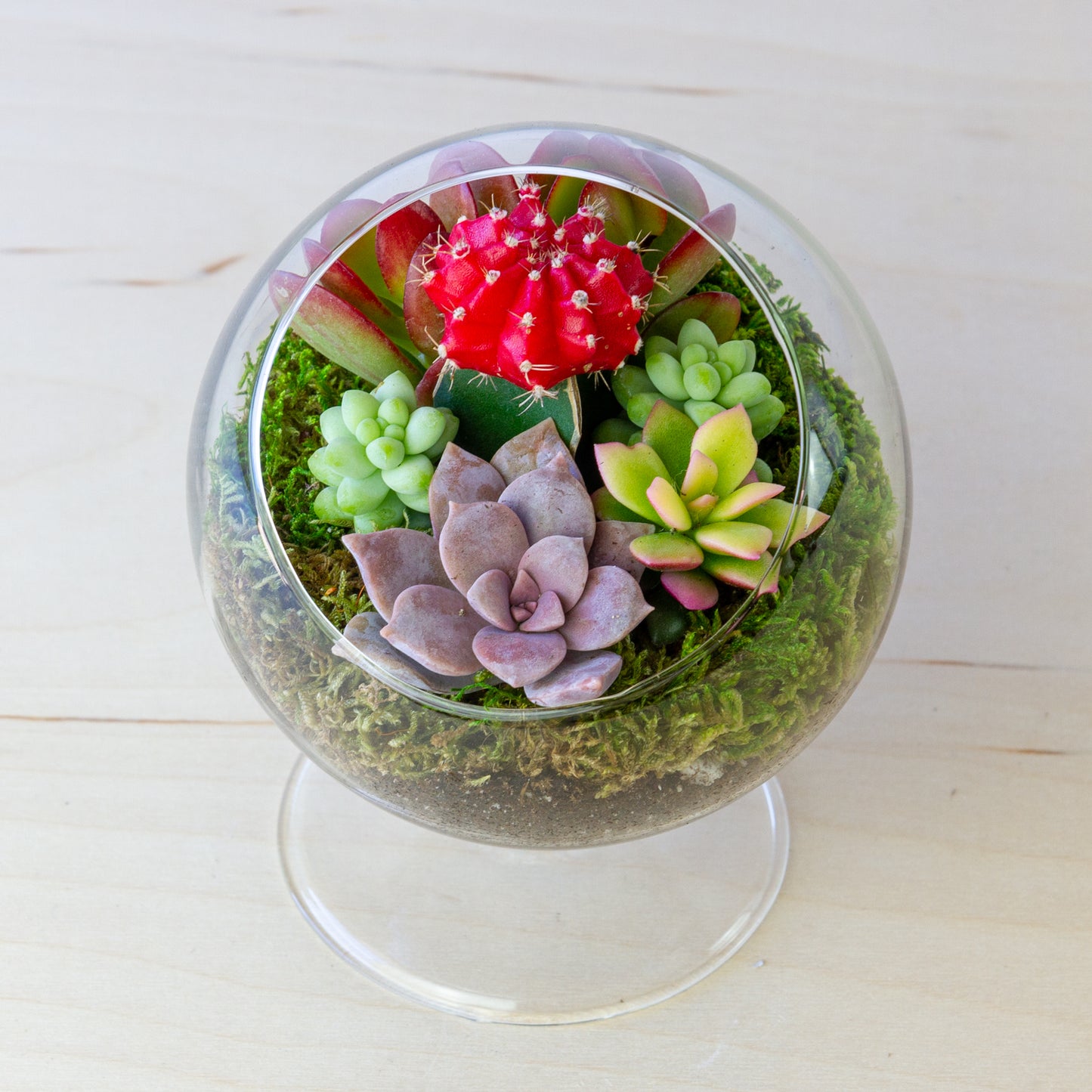 Succulent Terrarium with Stand (Multiple Colors) - Small