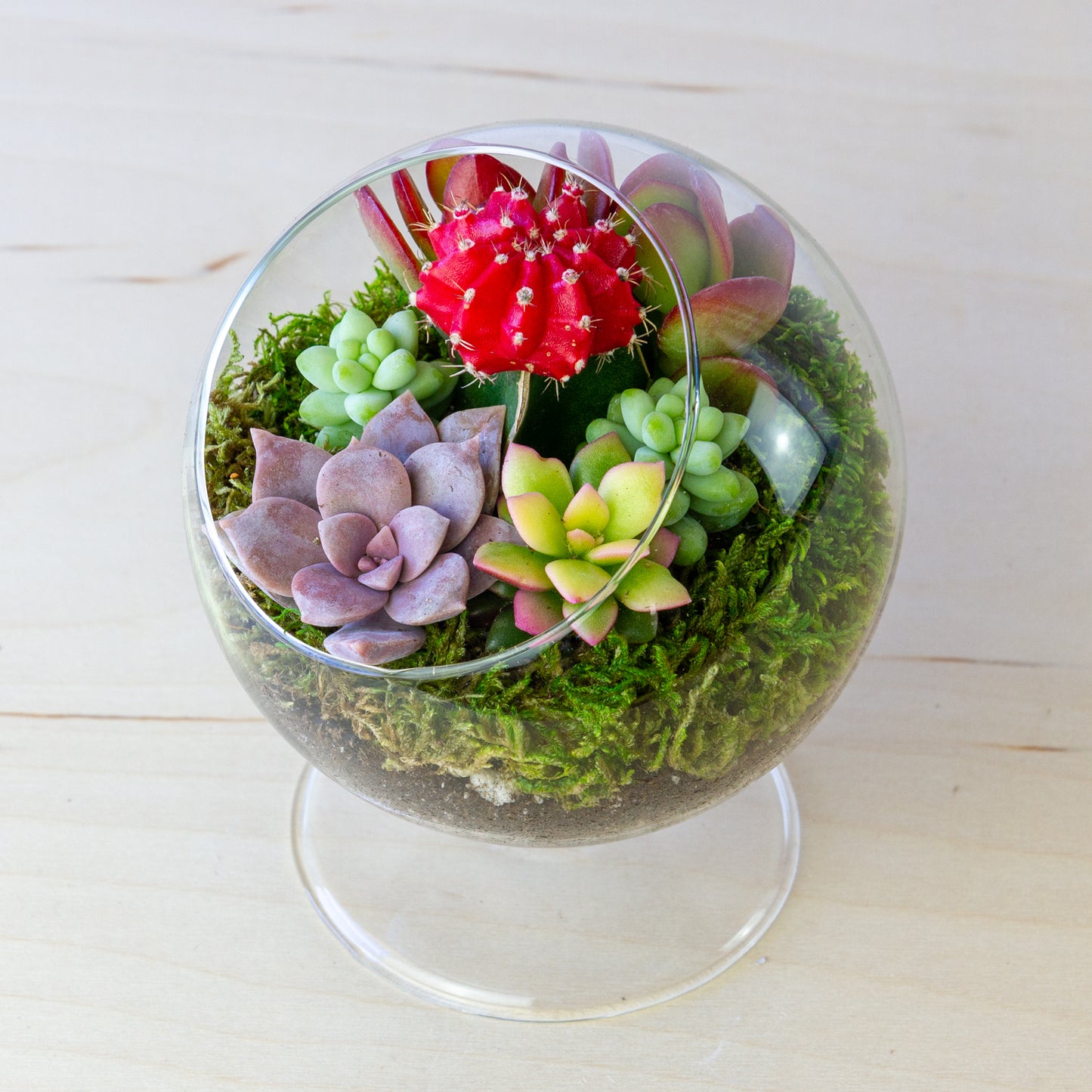 Succulent Terrarium with Stand (Multiple Colors) - Small