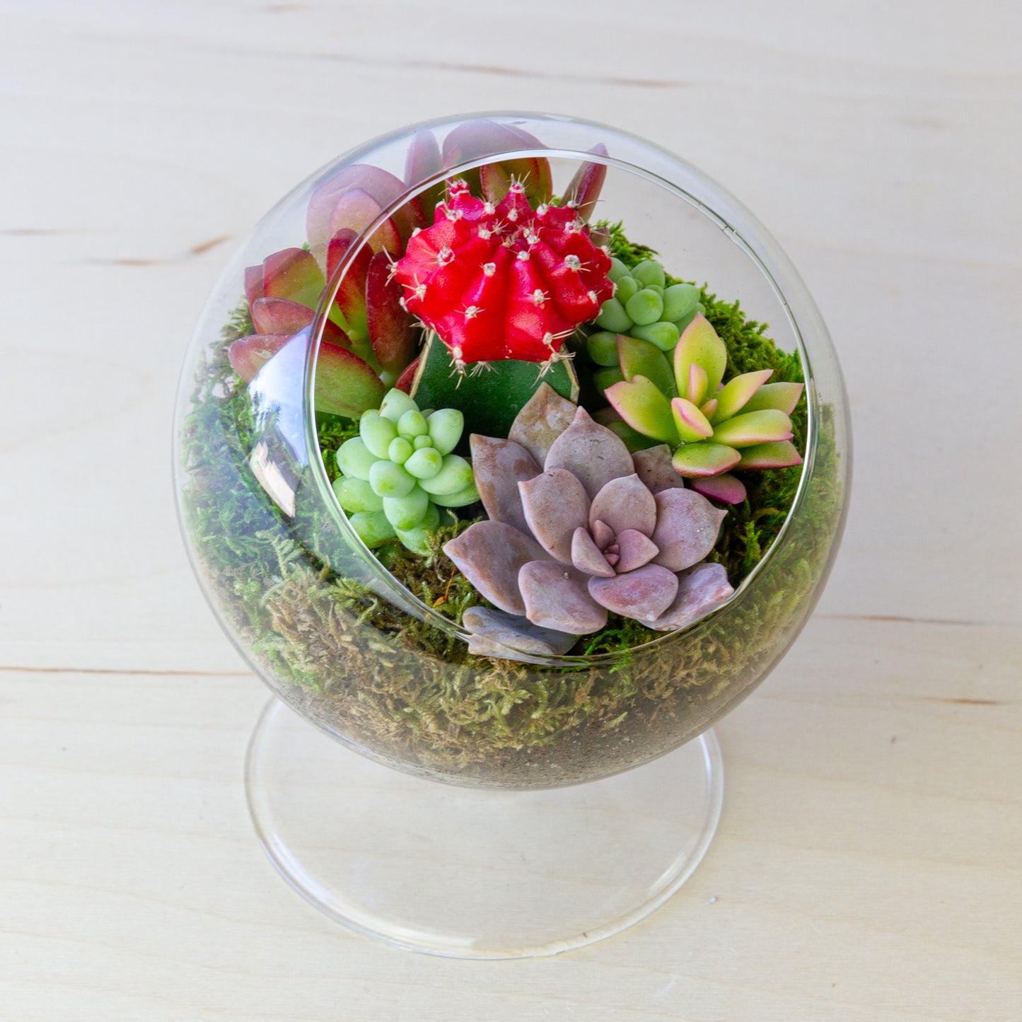 Succulent Terrarium with Stand (Multiple Colors) - Small