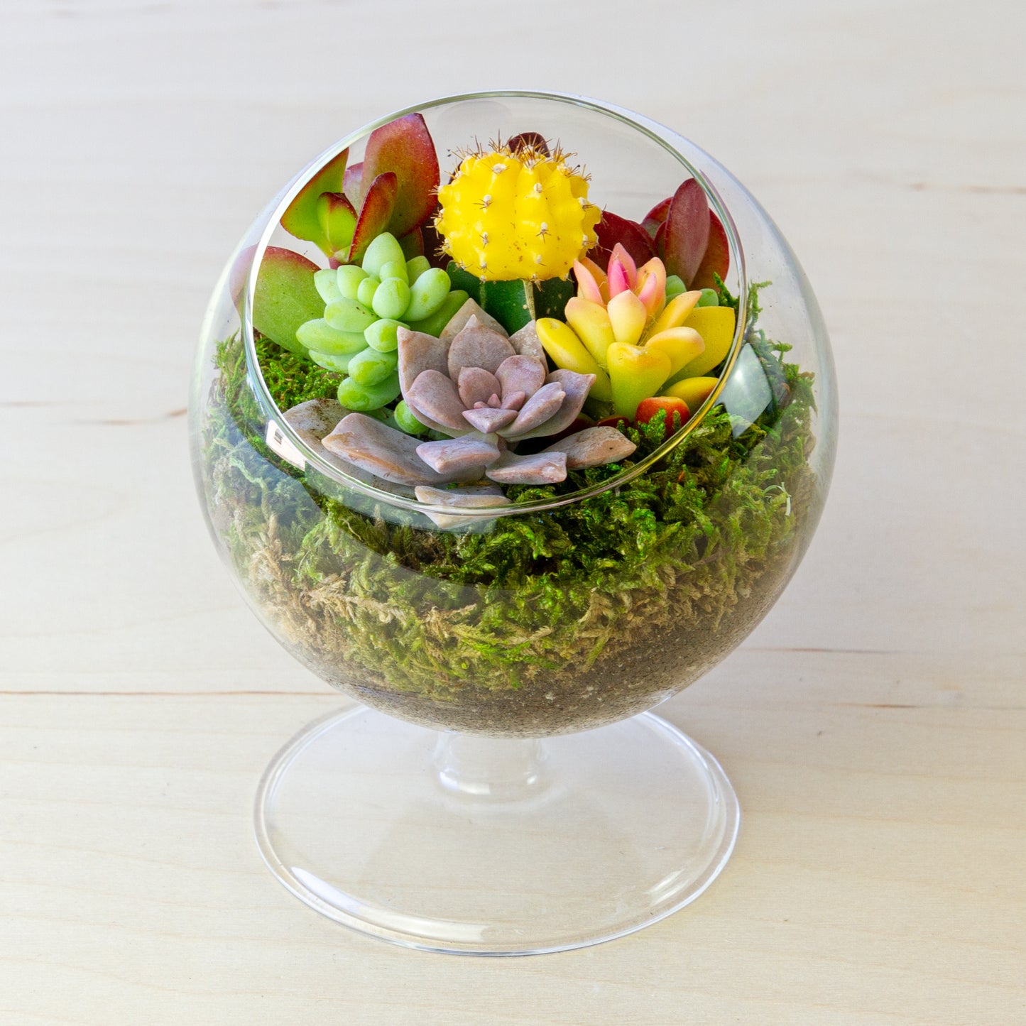 Succulent Terrarium with Stand (Multiple Colors) - Small