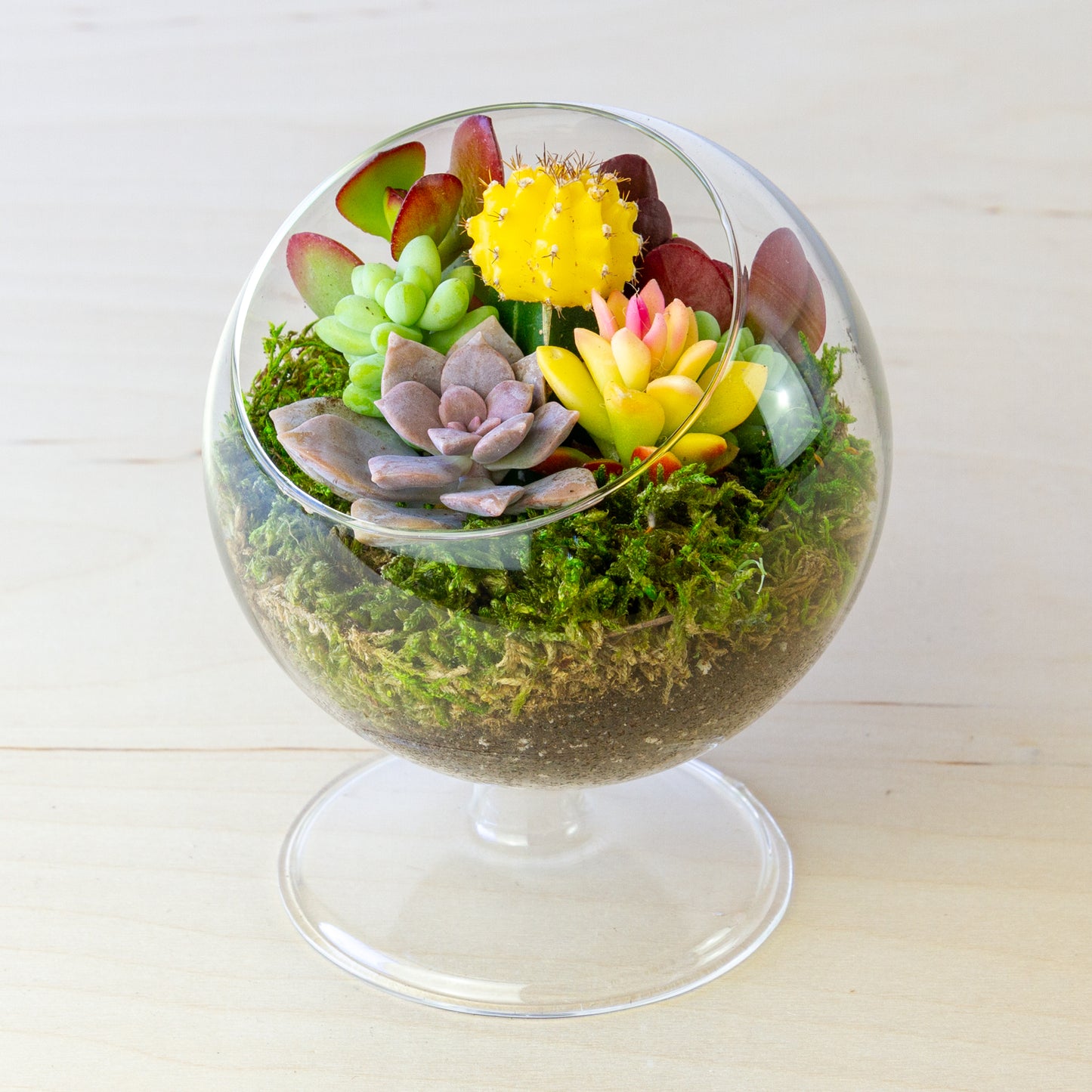 Succulent Terrarium with Stand (Multiple Colors) - Small