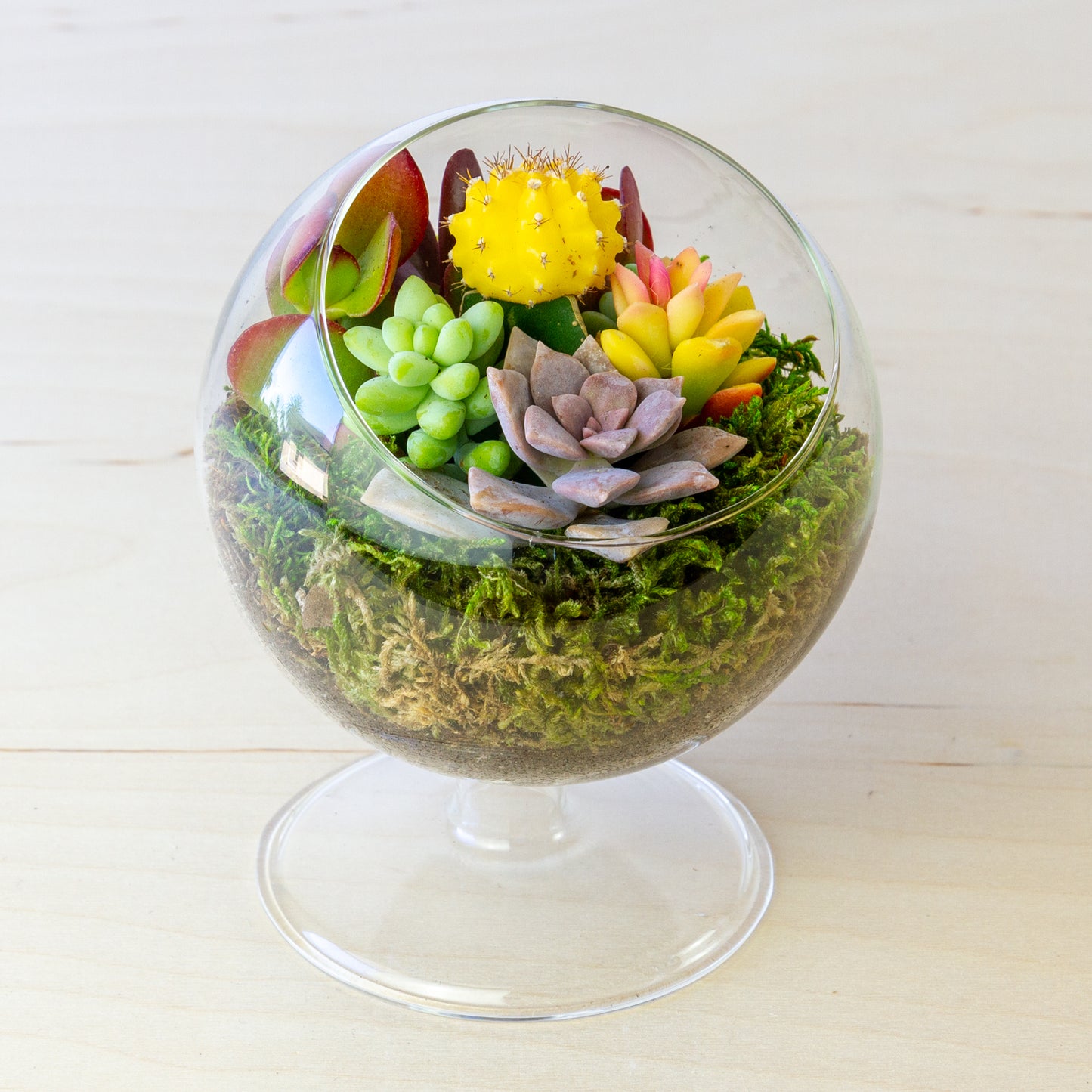 Succulent Terrarium with Stand (Multiple Colors) - Small