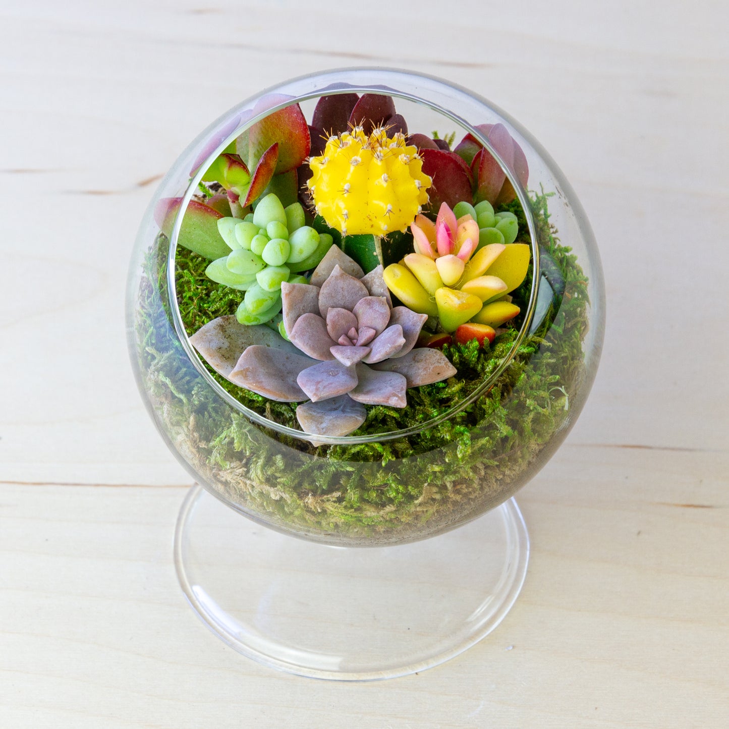 Succulent Terrarium with Stand (Multiple Colors) - Small