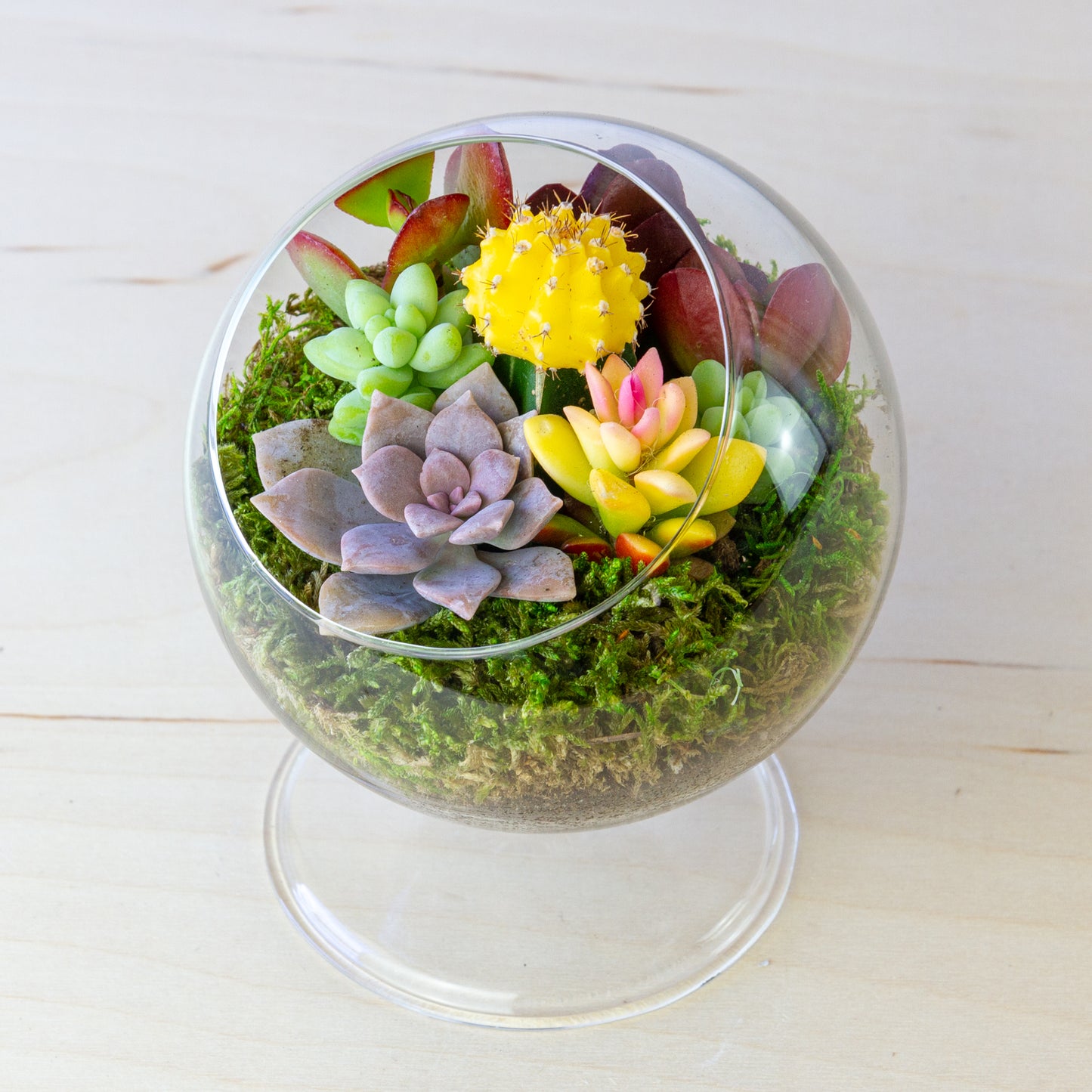 Succulent Terrarium with Stand (Multiple Colors) - Small