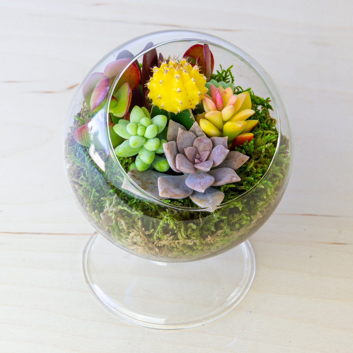 Succulent Terrarium with Stand (Multiple Colors) - Small