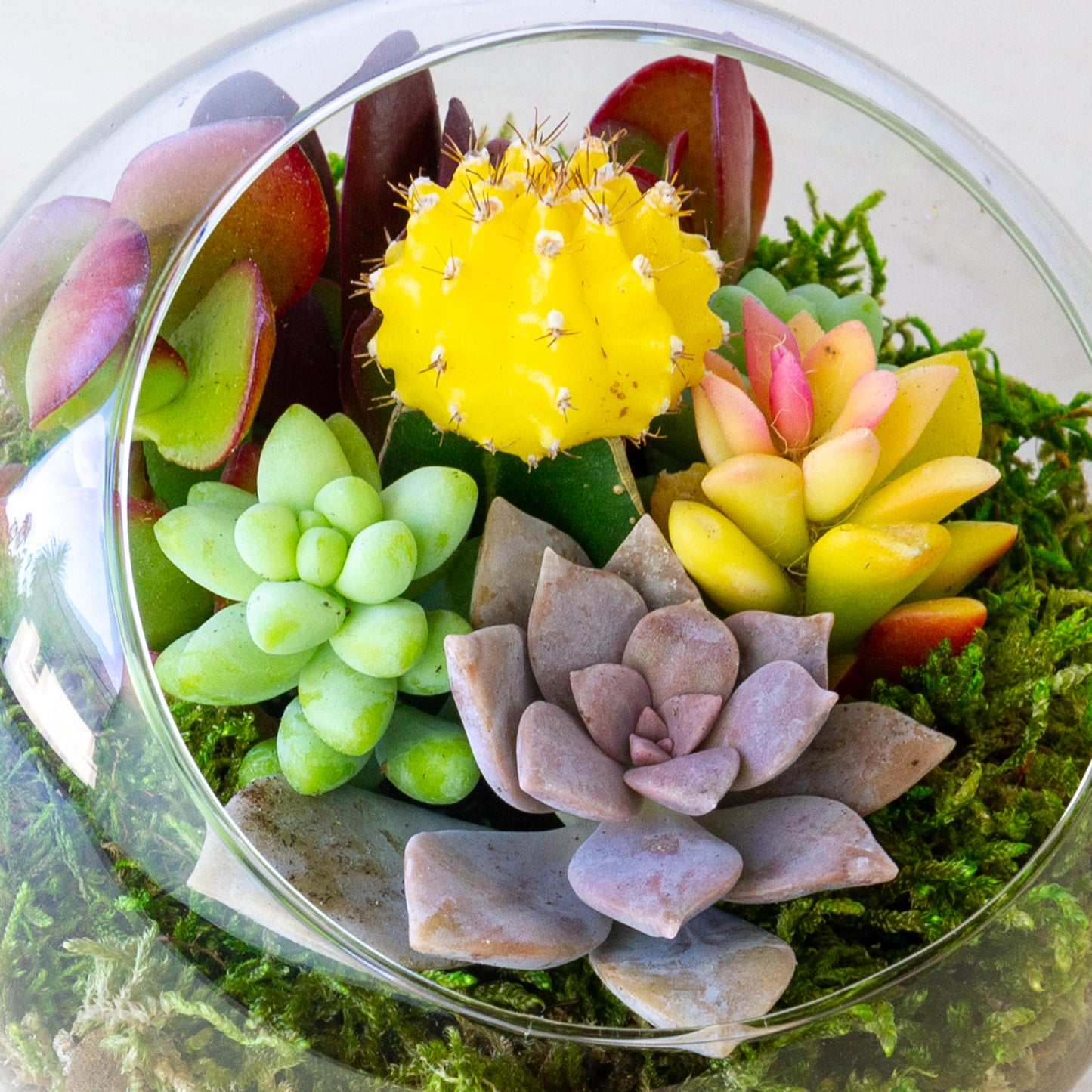 Succulent Terrarium with Stand (Multiple Colors) - Small