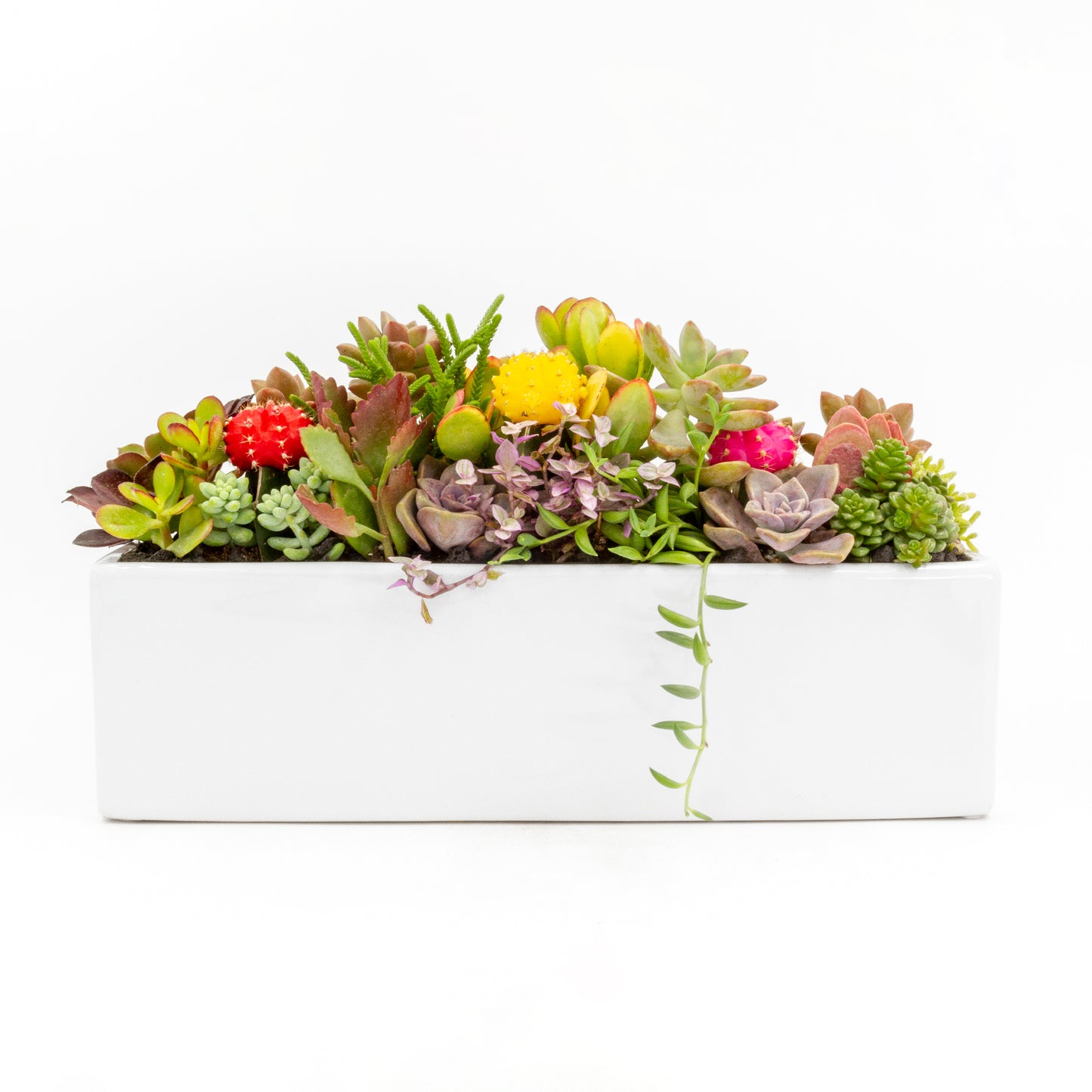 Succulent Arrangement in Long Rectangular Ceramic Pot - High, White