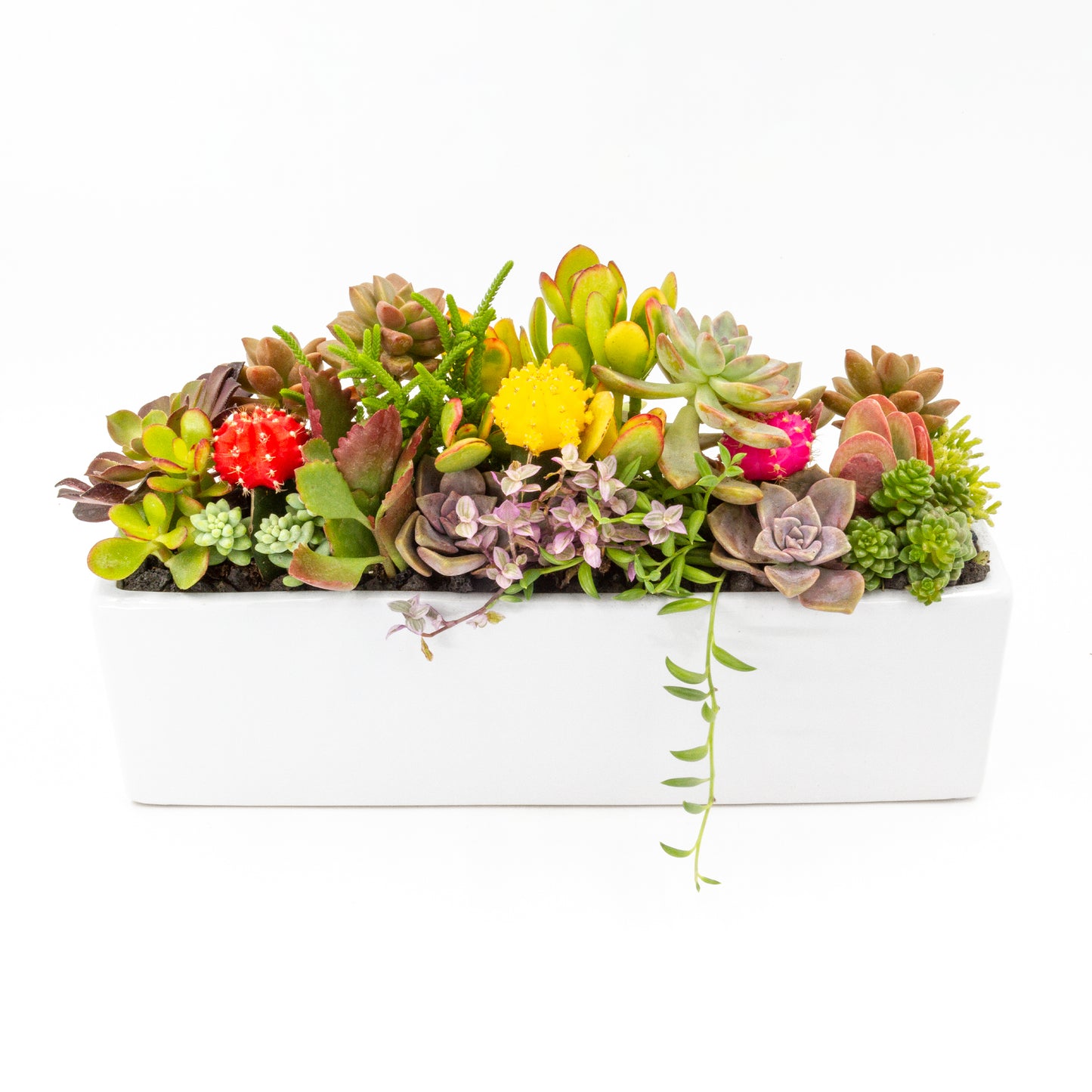 Succulent Arrangement in Long Rectangular Ceramic Pot - High, White