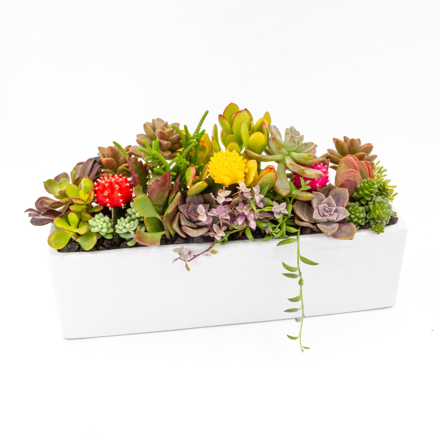 Succulent Arrangement in Long Rectangular Ceramic Pot - High, White