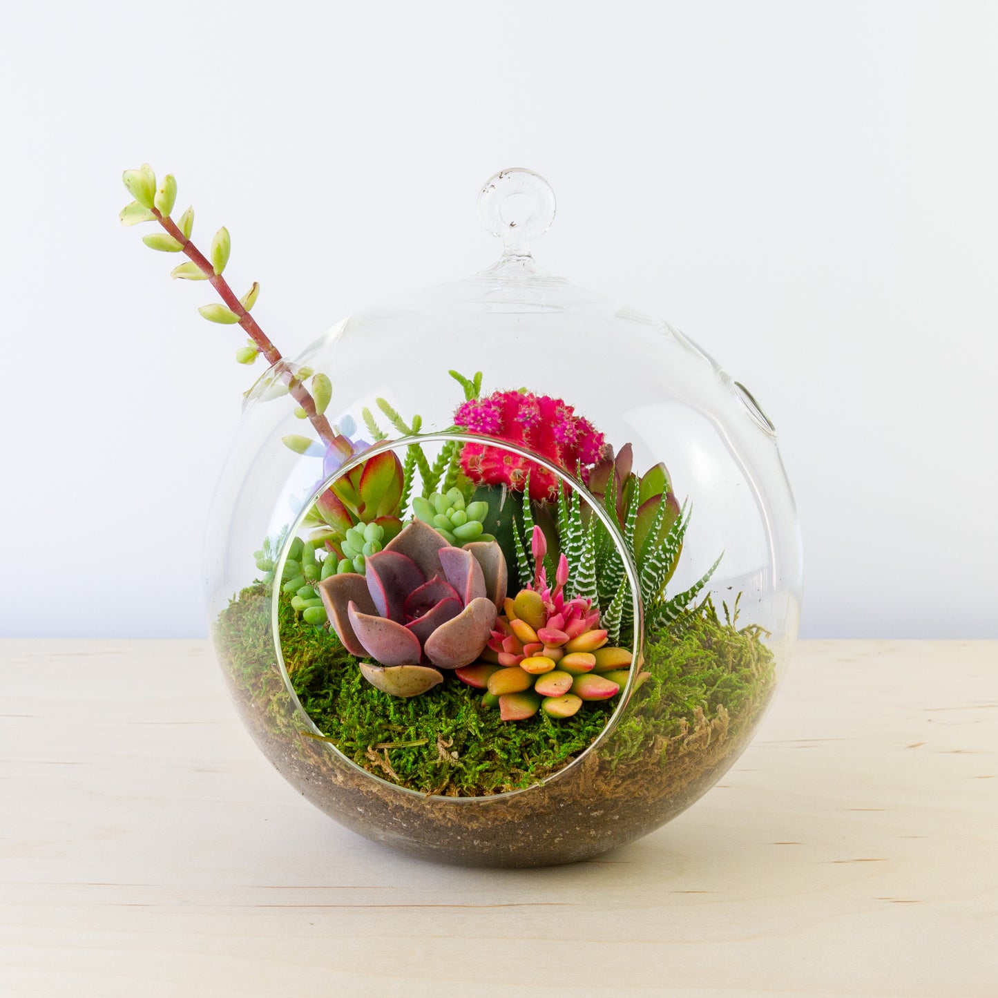 Hanging Succulent Terrarium (Multiple Colors) - Large