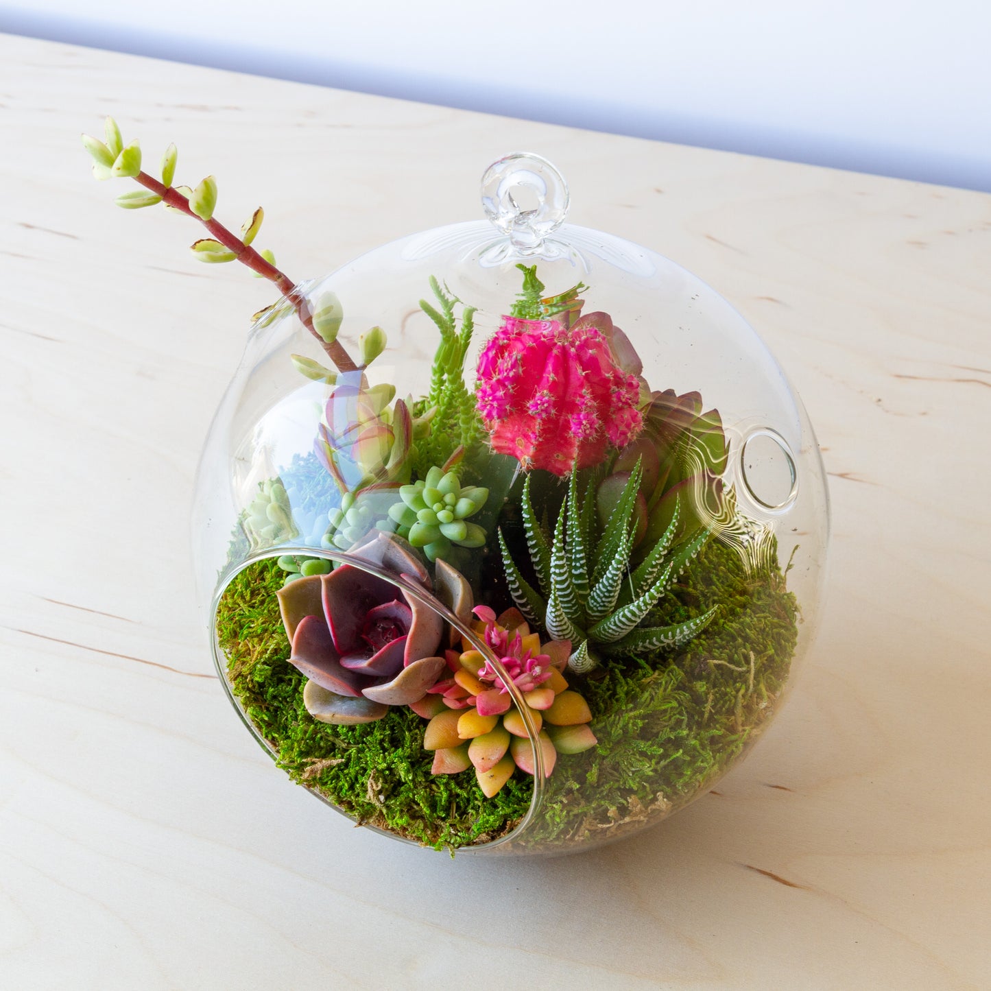 Hanging Succulent Terrarium (Multiple Colors) - Large