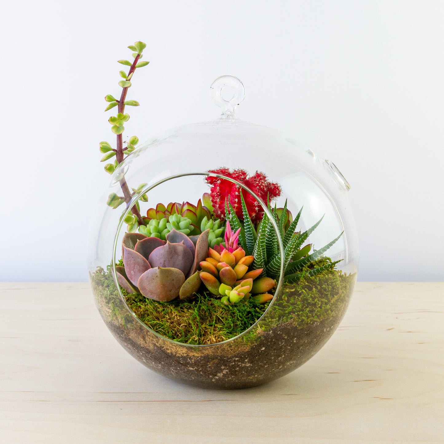 Hanging Succulent Terrarium (Multiple Colors) - Large