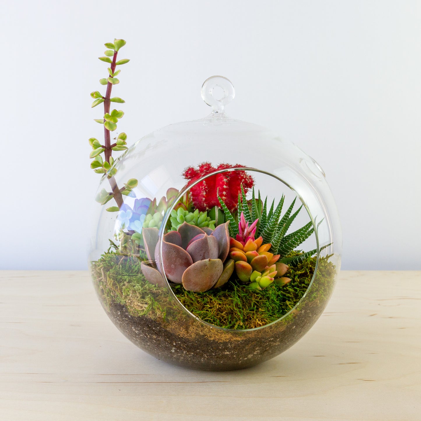 Hanging Succulent Terrarium (Multiple Colors) - Large