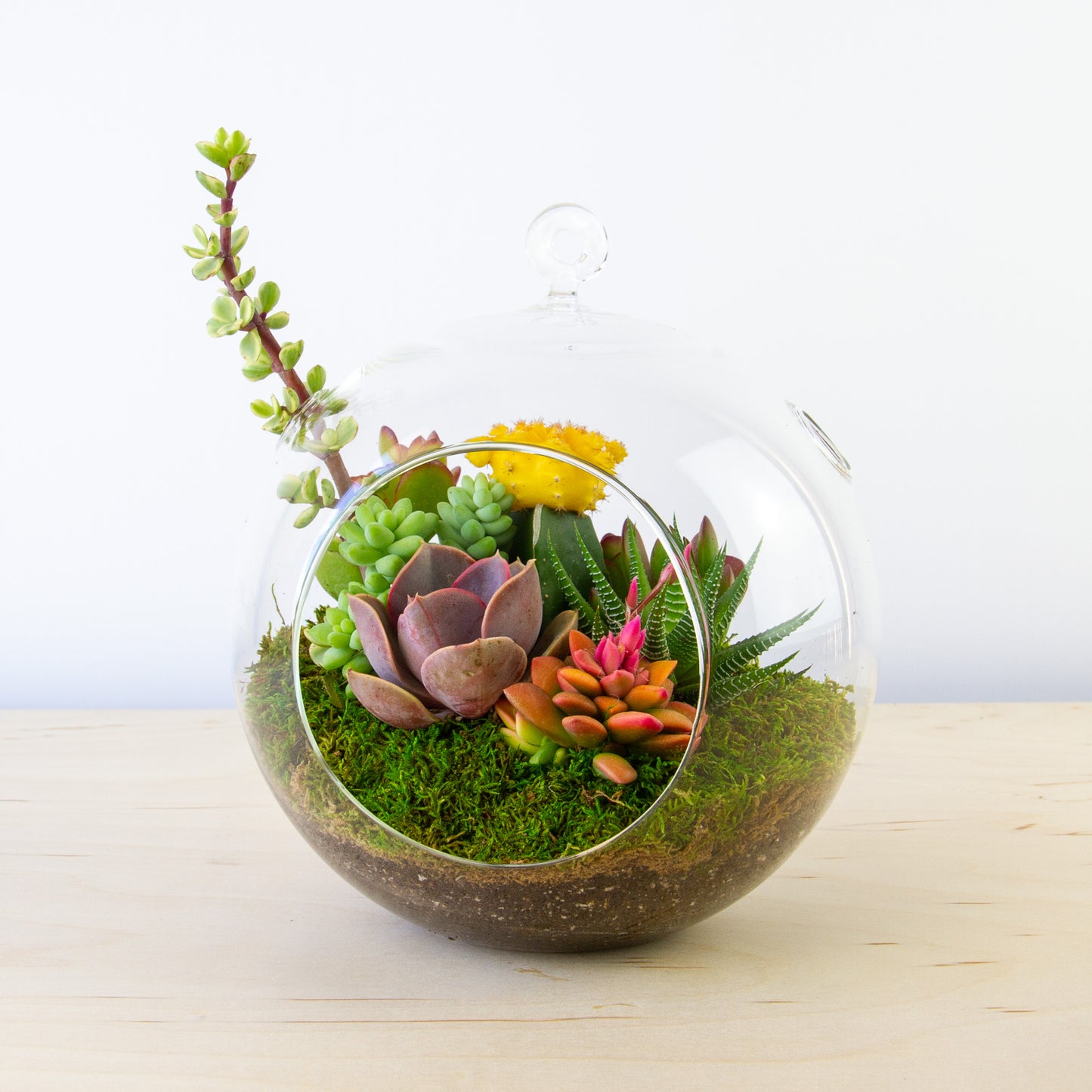 Hanging Succulent Terrarium (Multiple Colors) - Large