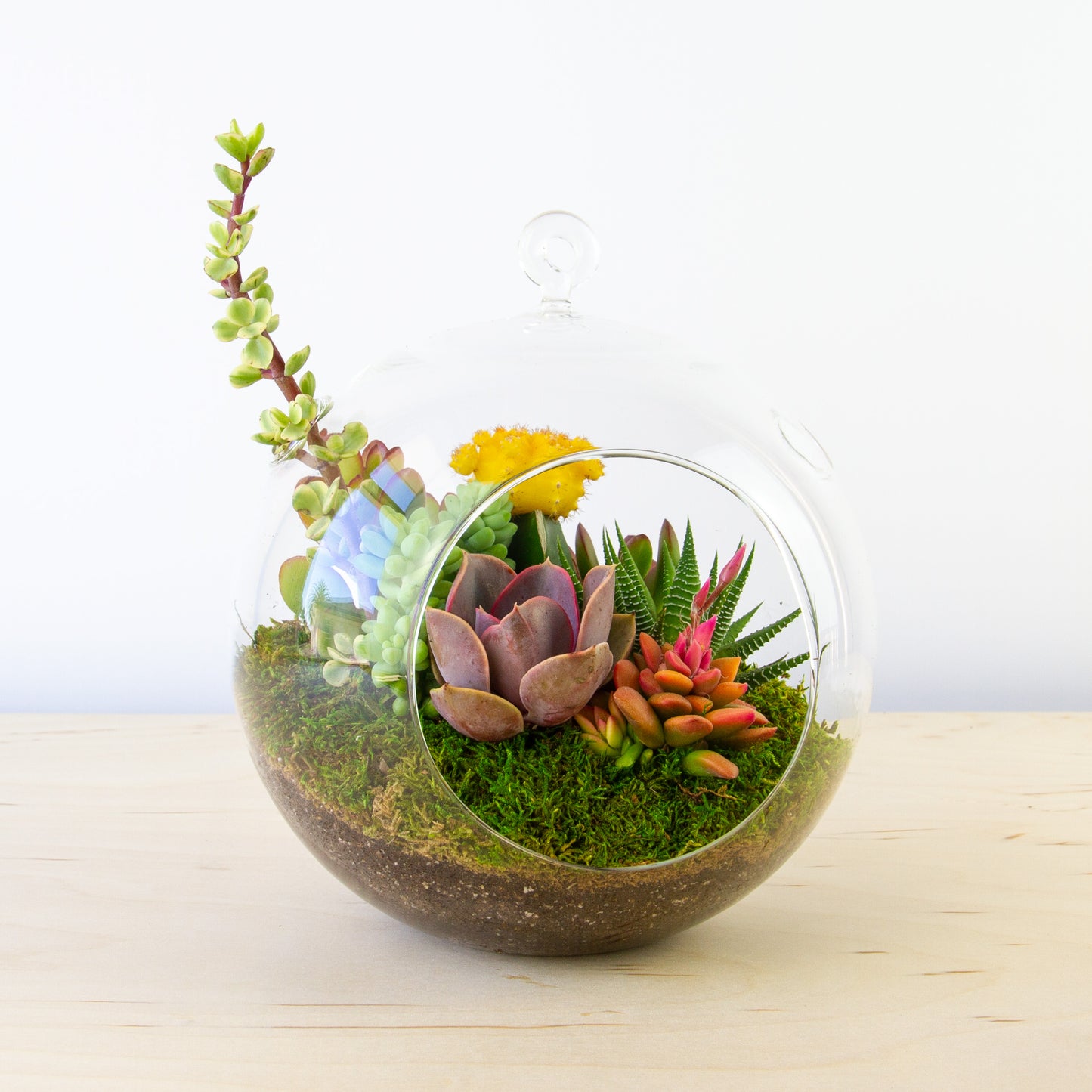 Hanging Succulent Terrarium (Multiple Colors) - Large