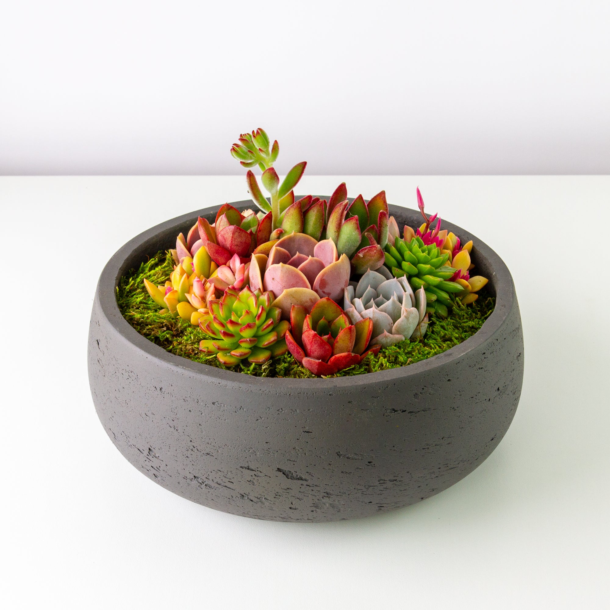 Succulent Centerpiece in Cement Bowl - Charcoal Gray – Dewy Flowers