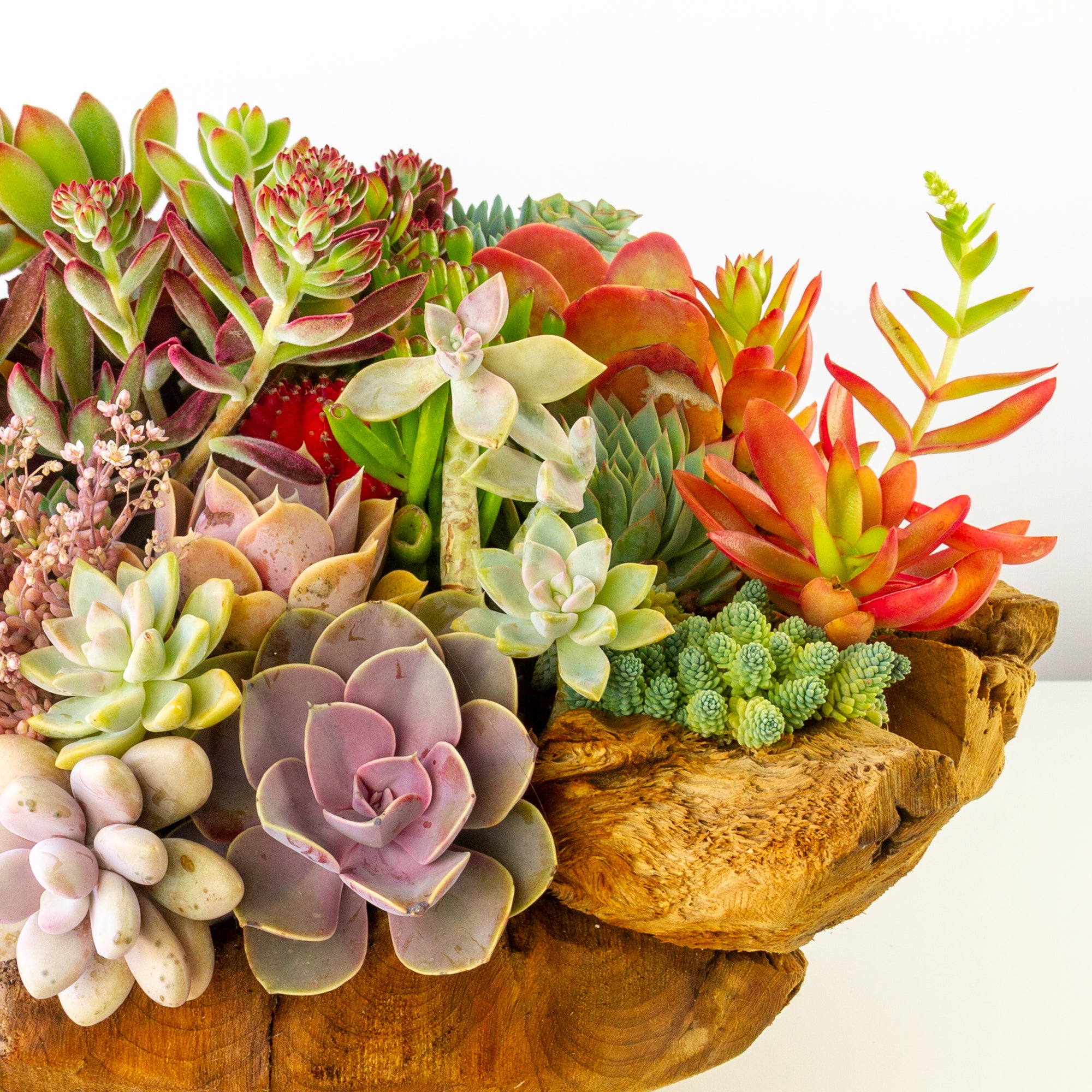 Driftwood and live hotsell Succulents Centerpiece