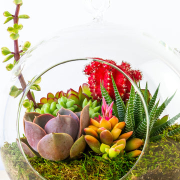 Succulent Terrarium Bowl